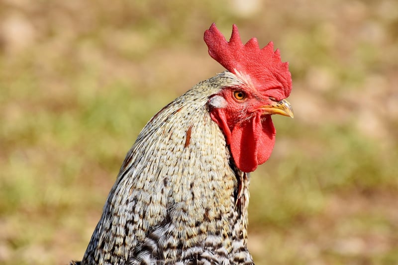 Coq au Vin